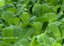 Staude aus der Familie der Araceae. Vorkommen in den Subtropen und Tropen.