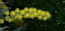 Strauch aus der Familie der Fabaceae. Vorkommen in Australien.