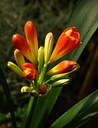 Staude aus der Familie Amaryllidaceae. Herkunft Südafrika.