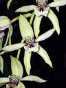Epiphyt aus der Familie der Orchidaceae.