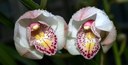 Staude aus der Familie der Orchidaceae.