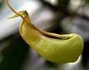 Staude aus der Familie der Nepenthaceae. Hauptvorkommen in Indonesien, Malaysia und auf den Philippinen.