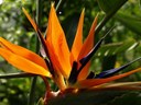 Staude aus der Familie der Streliziaceae. Vorkommen in Südafrika.