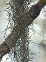 Epiphyt aus der Familie der Bromeliaceae. Vorkommen in den Südstaaten der USA, Mittel- und Südamerika.