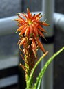 Staude aus der Familie der Aloaceae. Arthybride aus Aloe arborescens und Aloe humilis.