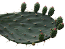 Opuntia