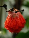 Strauch aus der Familie der Fabaceae. Vorkommen in den tropischen Regionen Amerikas.