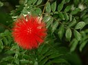 Vertreterin der Familie der Fabaceae aus Bolivien.