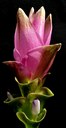 Vertreterin der Zingiberaceae aus Süd- und Südostasien.