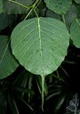 Baum aus der Familie der Moraceae. Herkunft Indien und Sri Lanka.
