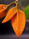 Strauch aus der Familie der Solanaceae. Vorkommen von Mexiko bis Kolumbien.