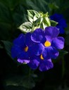 Strauch aus der Familie der Acanthaceae. 