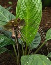 Staude aus der Familie der Taccaceae. Herkunft Nordost-Indien und Südost-Asien.