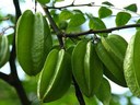 Baum aus der Familie der Oxalidaceae. Aus Südostasien stammend, weltweit in den Tropen und Subtropen kultiviert.
