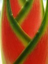 Staude aus der Familie der Heliconiaceae. Vorkommen in  Mittel- und dem nördlichen Südamerika.
