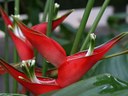Vertreterin der Familie der Heliconiaceae.