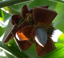 Vertreterin der Familie der Musaceae. Ursprüngliche Herkunft sudostasiatische Inselwelt.