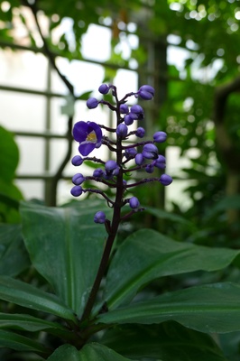 Dichorisandra reginae