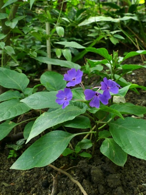 Frühlingsblume