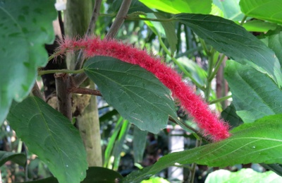 Acalypha hispida