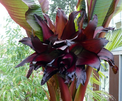 Rote Zierbanane