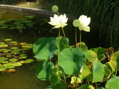 Lotus