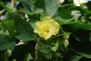 Gossypium arboreum Baumwolle Blüte