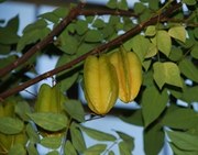 Averrhoa carambola Sternfrucht