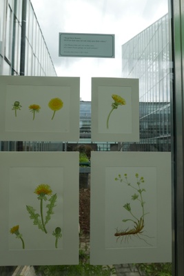 Woche der Botanischen Gärten 2016 Ausstellung2