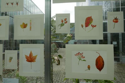 Woche der Botanischen Gärten 2016 Ausstellung5