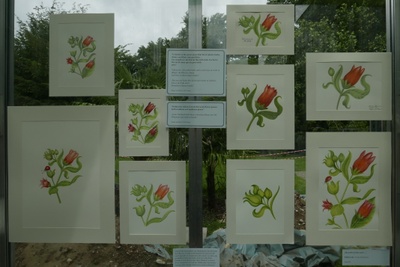 Woche der Botanischen Gärten 2016 Ausstellung6