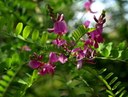 Gehölz aus der Familie der Fabaceae. Herkunft Himalaya.