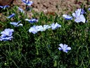 Staude aus der Familie der Linaceae. Einheimisch in Europa.