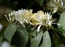 Gehölz aus der Familie der Caprifoliaceae. Herkunft Europa, Türkei, West-Sibirien.