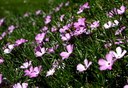 Staude aus der Familie der Polemoniaceae. Herkunft Nordamerika (USA).