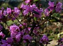 Gehölz aus der Familie der Ericaceae. Herkunft Mandschurei, Nord-Japan.