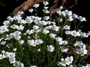 Staude aus der Familie der Saxifragaceae. Vorkommen in Island, Norwegen, Nordfrankreich und auf den Britischen Inseln.