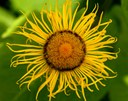 Staude aus der Familie der Asteraceae. Herkunft Südost-Europa.