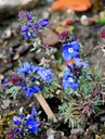 Staude aus der Familie der Scrophulariaceae. Herkunft Südost-Europa, Türkei, Kaukasus.