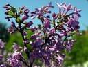 Gehölz aus der Familie der Thymelaeaceae. Vorkommen in China und Korea.