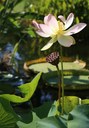 Frucht und Blüte einer Indischen Lotusblume