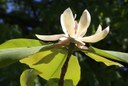 Blüte der Honoki-Magnolie
