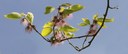 weibliche Blüten des Papiermaulbeerbaumes