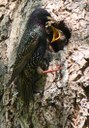 fütternder Star mit Jungvogel in der Nesthöhle