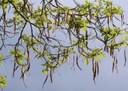 junge Früchte des Trompetenbaumes