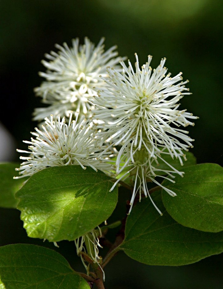 Gehölz aus der Familie der Hamamelidaceae. Herkunft Nordamerika.
