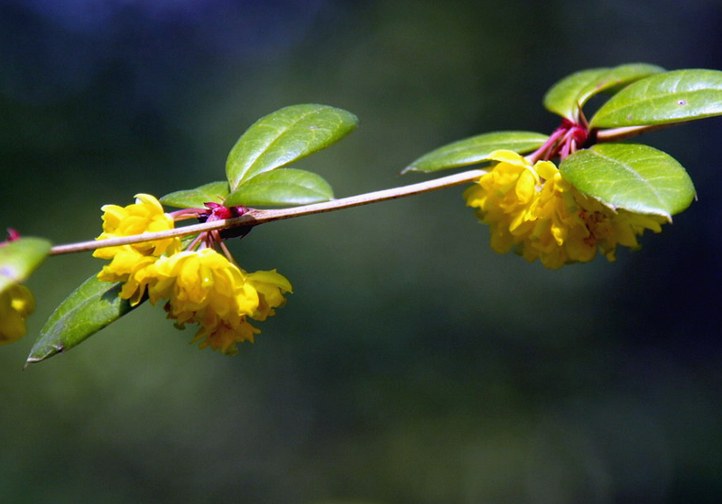 Gehölz aus der Familie der Berberidaceae. Herkunft Indien.