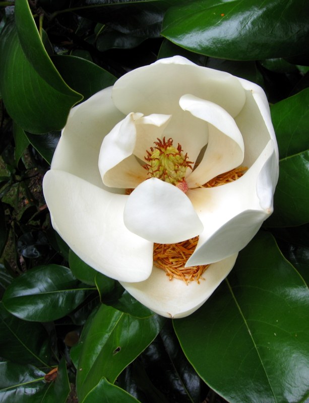 Gehölz aus der Familie der Magnoliaceae. Herkunft Ostasien, Japan.