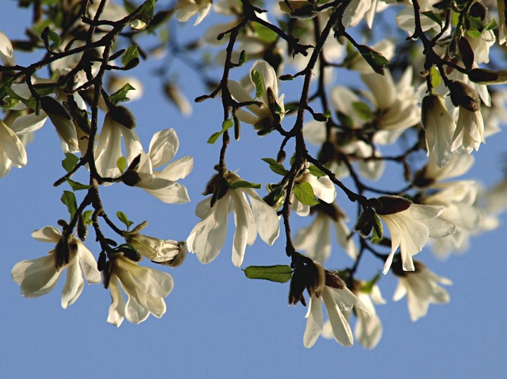 Gehölz aus der Familie der Magnoliaceae. Herkunft Ostasien, Japan.