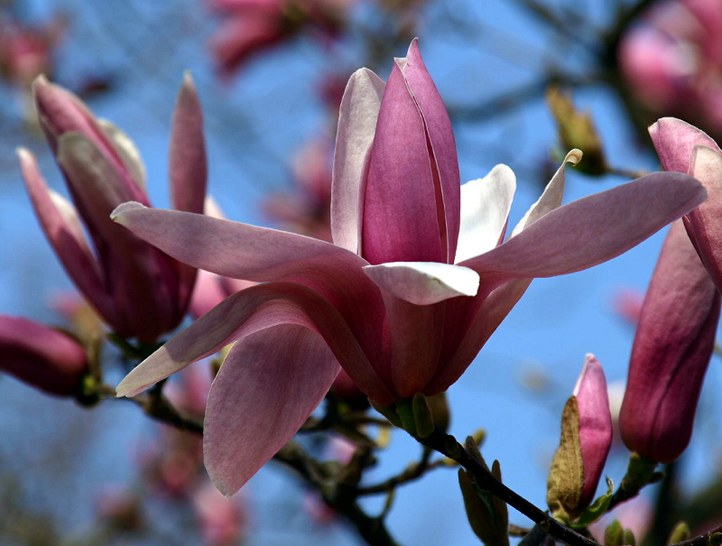 Gehölz aus der Familie der Magnoliaceae. Kulturform.